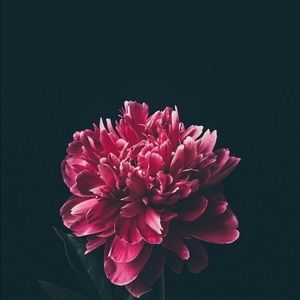 Meet your Posher, Isabella